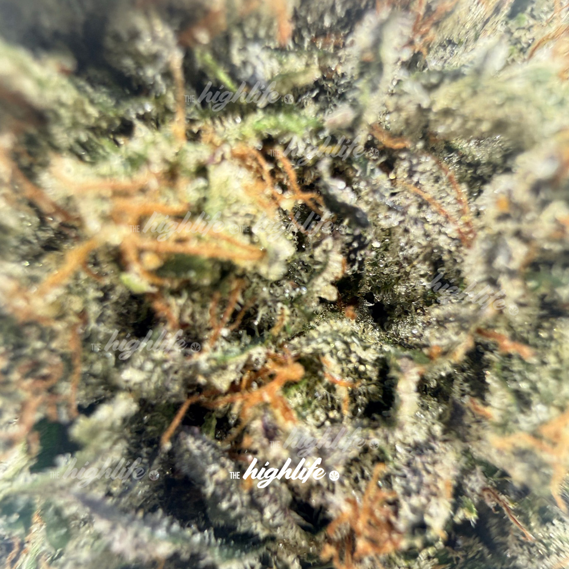"BETTER THAN YOURS" OG - INDICA - Image 2