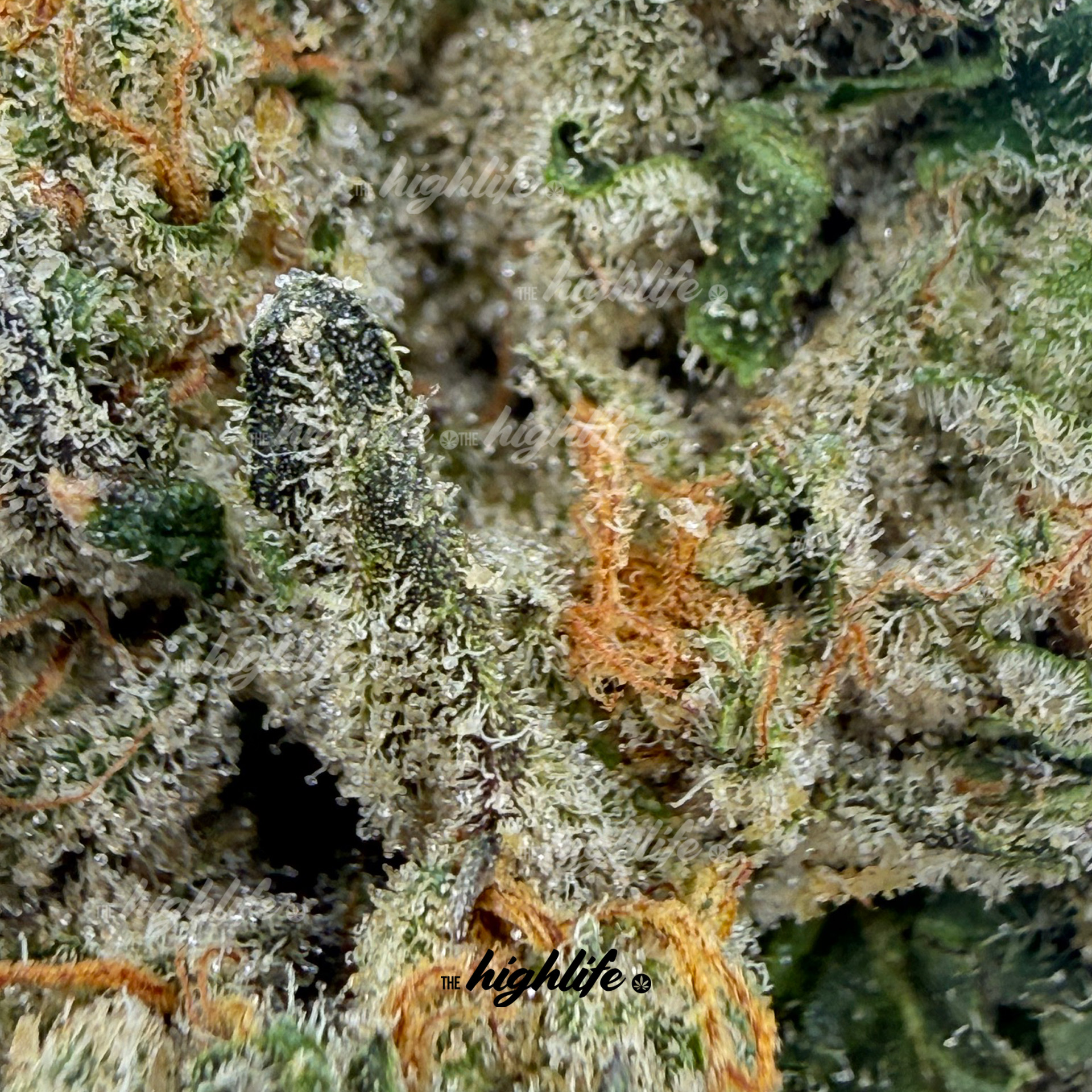 STICKY RICKY (INDICA) - Image 2