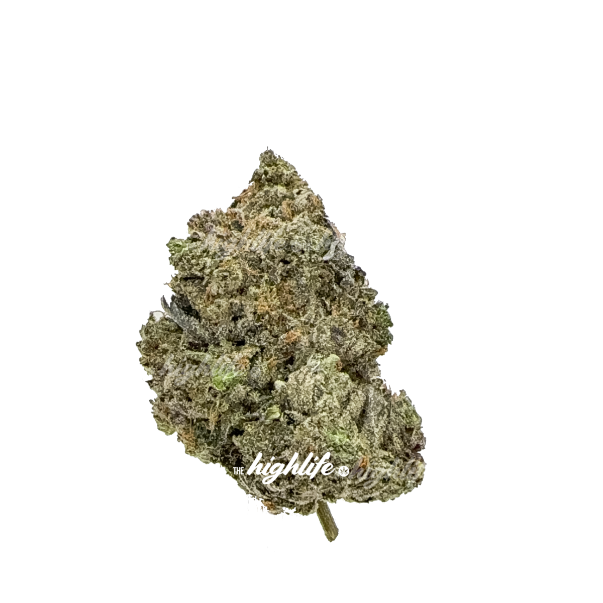 PINK TUNA - INDICA
