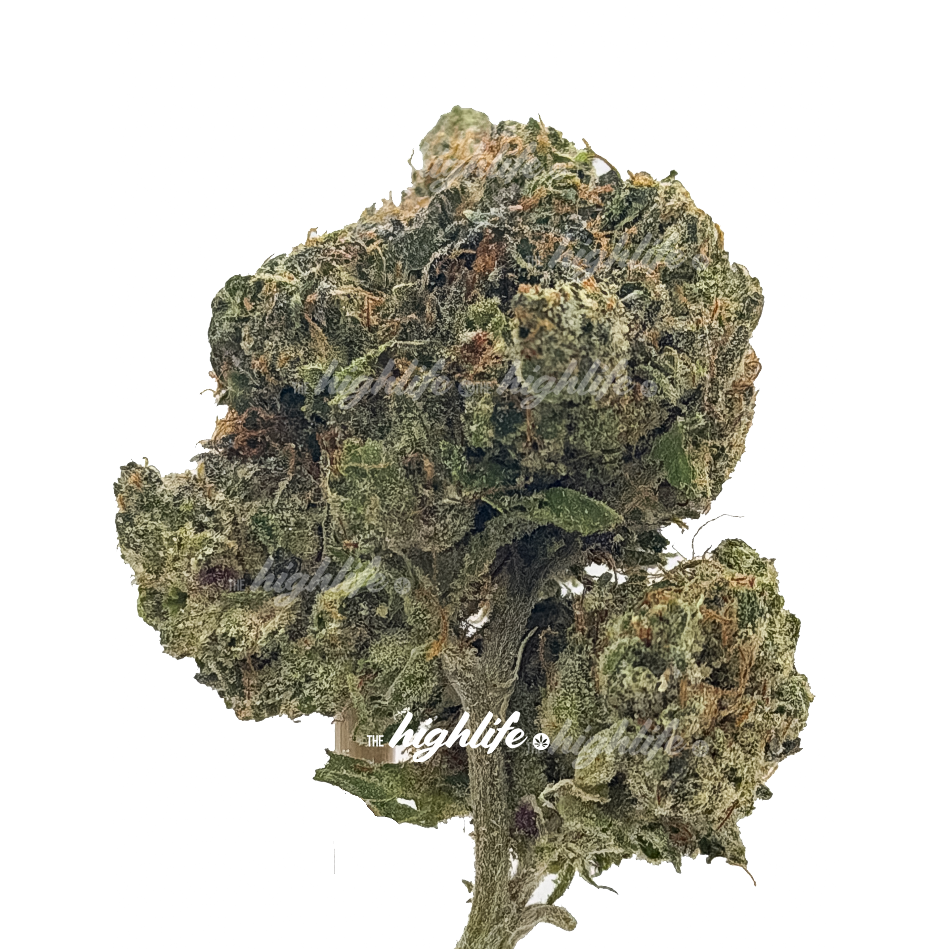 STRAP SHOOTER INDICA