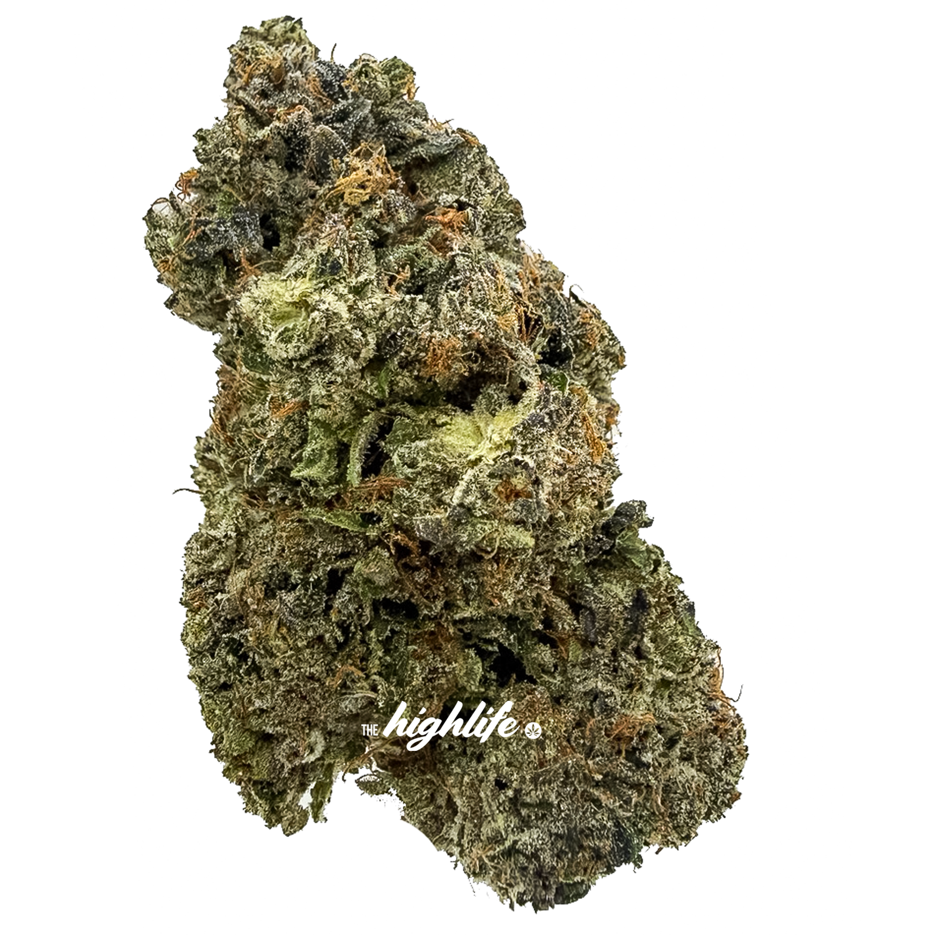 OASIS PREMIUM INDICA